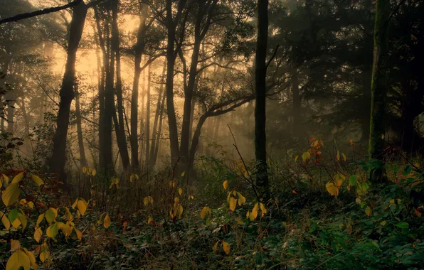 Осень, лес, деревья, туман, Англия, Dockray