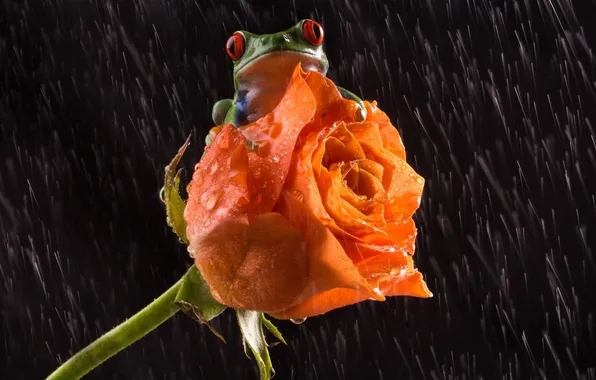 Картинка цветок, любовь, дождь, роза, лягушка, лапки, love, rose