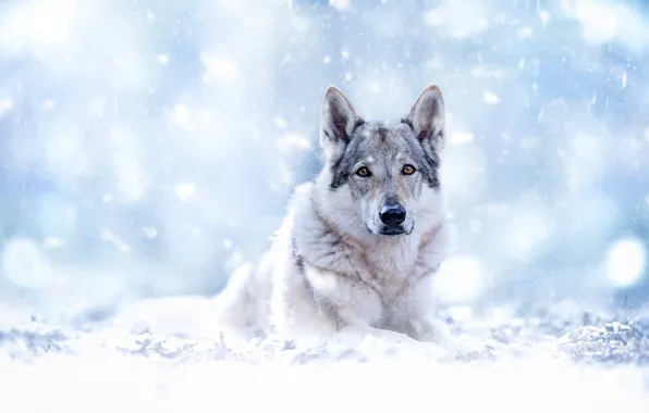 Картинка взгляд, морда, снег, боке, Чехословацкий влчак, Чехословацкая волчья собака, Волкособ