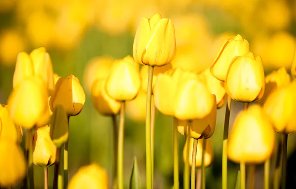 Цветы, природа, сад, тюльпаны, photos, огород flowers, free pictures, tulips