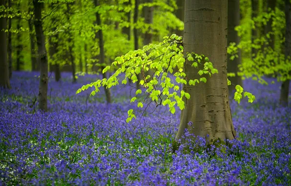 Картинка лес, деревья, цветы, весна, Бельгия, колокольчики, колокольчик, редколесье