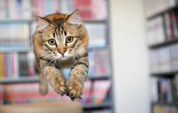 Кошка, взгляд, прыжок