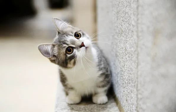 Картинка глаза, милая, котёнок