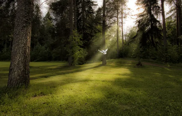 Картинка лес, свет, птица