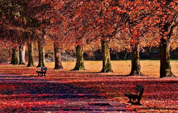 Картинка осень, листья, деревья, природа, фон, widescreen, обои, лавочка