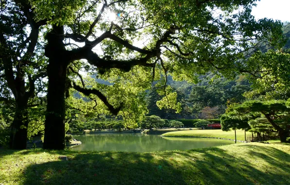Картинка трава, солнце, деревья, ветки, пруд, парк, листва, Япония