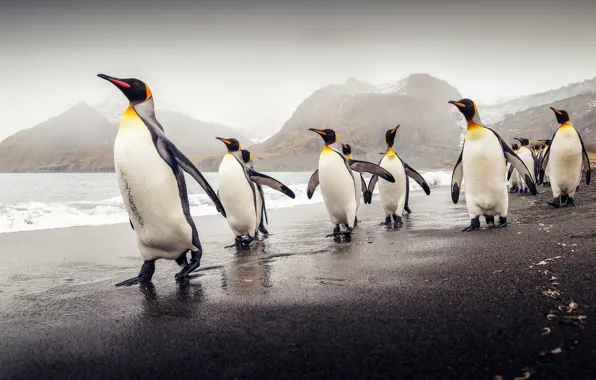 Картинка пляж, Южная Георгия, королевские пингвины