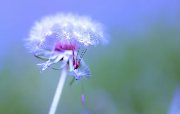 Flower, Dandelion, Taraxacum officinale