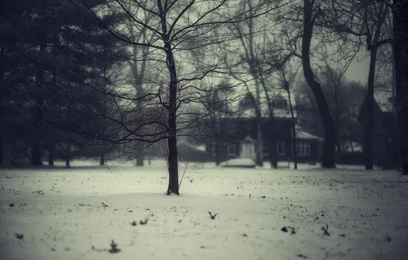 Зима, снег, деревья, ветки, дом