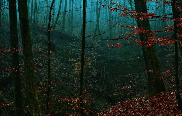 Картинка осень, лес, листья, деревья, туман, вечер, овраг