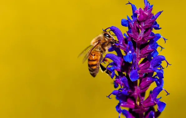 Картинка цветок, пчела, растение, насекомое