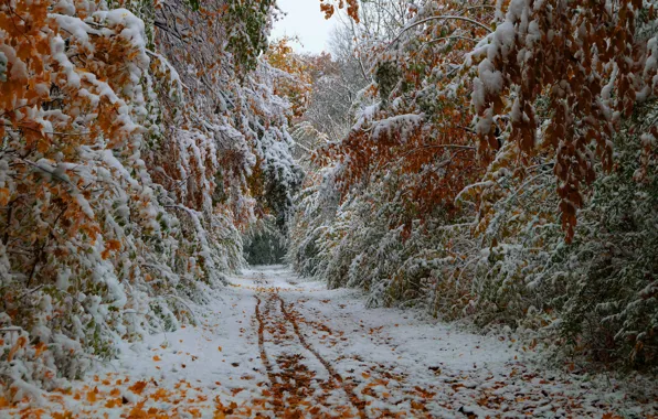 Дорога, осень, листья, деревья, октябрь, первый снег
