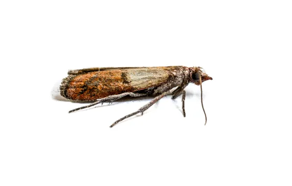 Flying, insect, white background
