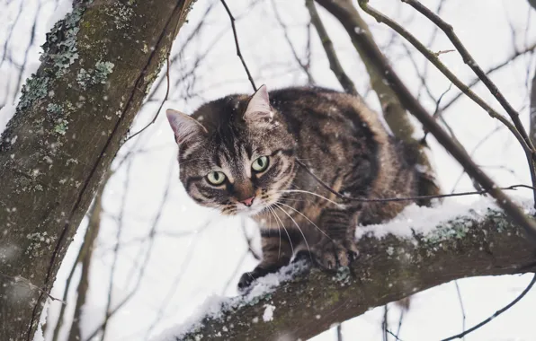 Зима, кошка, кот, взгляд, снег, ветки, природа, серый