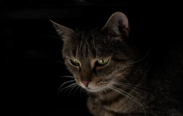 Картинка кот, фон, черный, портрет