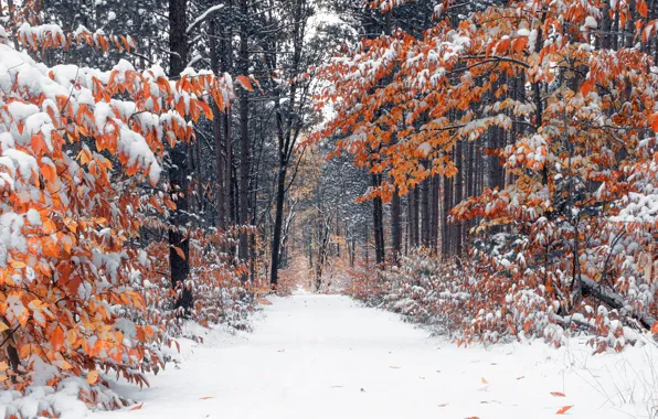 Картинка осень, лес, снег