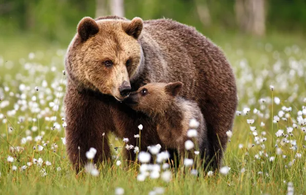 Картинка лес, трава, поляна, малыш, медведь, медведи, медвежонок, прогулка
