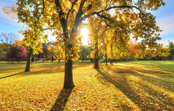 Картинка осень, трава, листья, солнце, свет, деревья, закат, парк