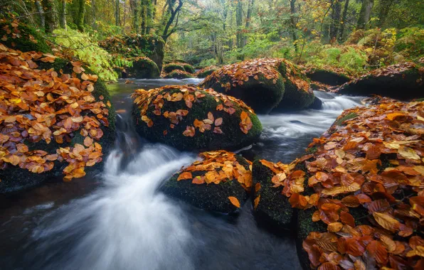 Картинка осень, лес, листья, река, камни, Франция, France, Brittany