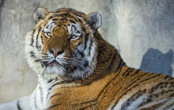 Кошка, взгляд, морда, тигр, портрет, амурский тигр, ©Tambako The Jaguar