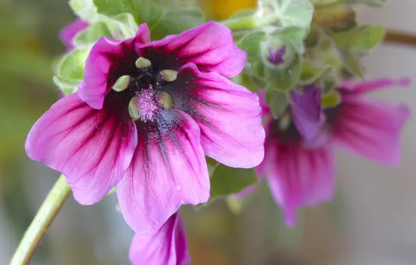 Цветы, природа, растение, лепестки