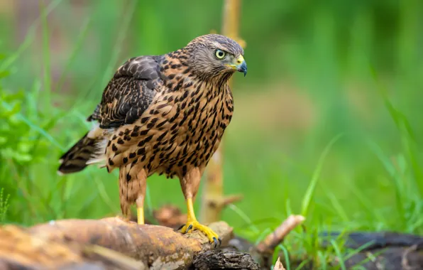 Крупный план, птица, красота, close-up, bird, ястреб, beauty, goshawk