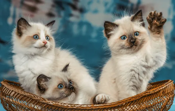 Кошки, поза, котенок, лапа, котята, белые, голубые глаза, трио