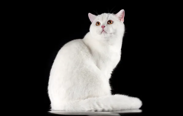 Кошка, кот, взгляд, белая, черный фон, сидит, британская, смотрит вверх