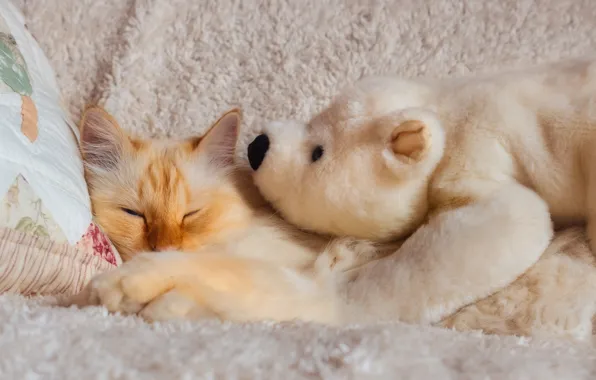 Кошка, белый, кот, взгляд, поза, игрушка, пушистый, рыжий