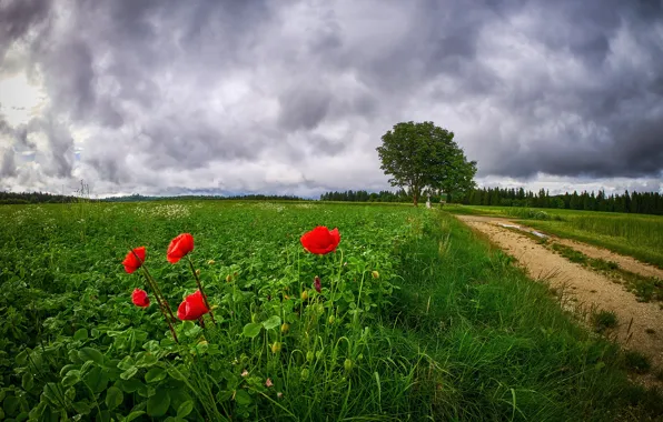 Дорога, зелень, поле, лес, лето, небо, трава, облака