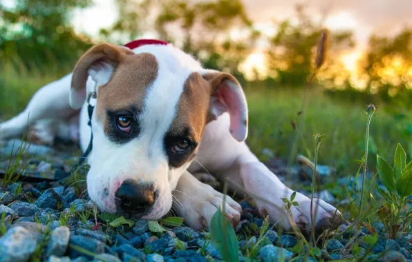 Grass, Dog, stones, Sad