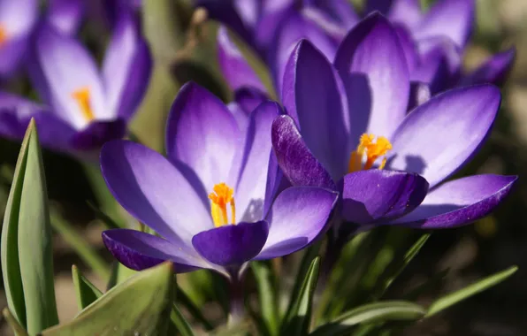 Фиолетовый, макро, цветы, весна, первоцвет, Крокусы