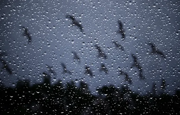 Картинка стекло, капли, ночь, дождь, окно, rain drops on glass