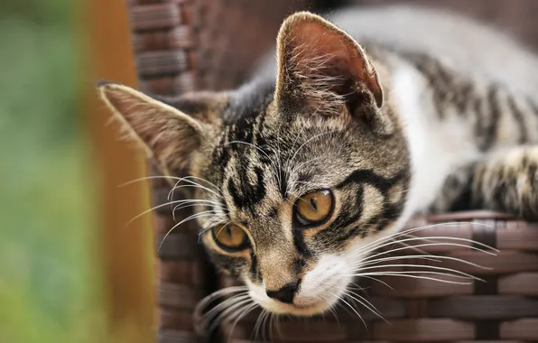 Кошка, взгляд, поза, котенок, серый, портрет, мордашка, корзинка