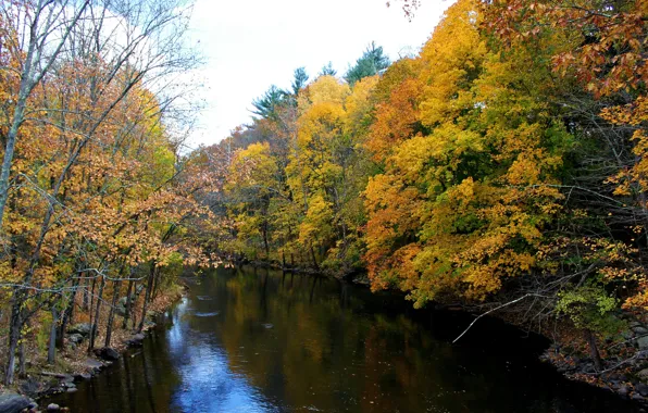 Картинка осень, деревья, colors, канал, Nature, trees, autumn, scenery