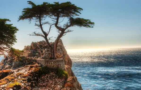 Картинка дерево, скалы, Океан