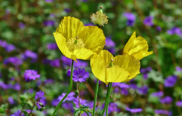 Картинка Весна, Маки, Spring, Poppies, Желтые цветы, Yellow flowers, Yellow poppies