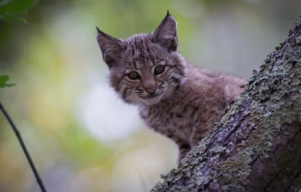 Взгляд, детёныш, котёнок, рысь, мордашка, дикая кошка, рысёнок