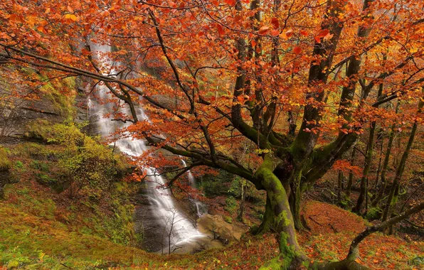 Картинка осень, лес, деревья, водопад, Испания, Spain, Bizkaia, Бискайя