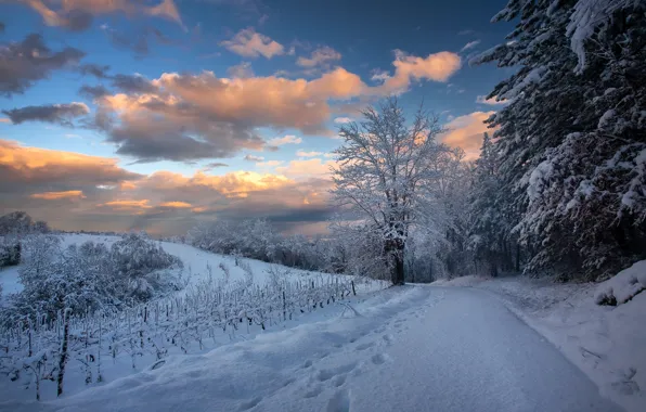 Картинка зима, дорога, снег, деревья, пейзаж, forest, road, trees