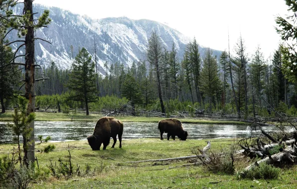 Картинка American Bison, grazing by river, wild bulls