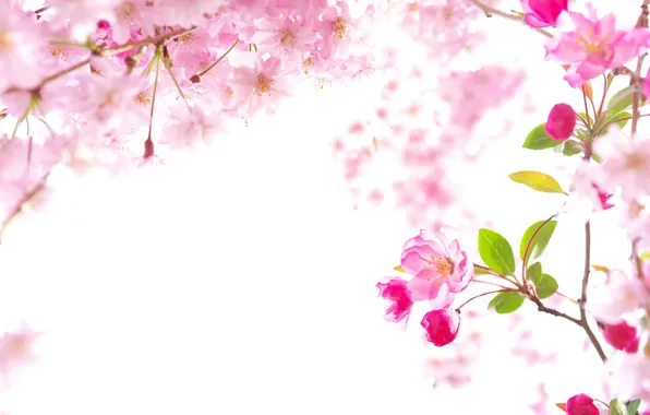 Картинка природа, весна, сакура