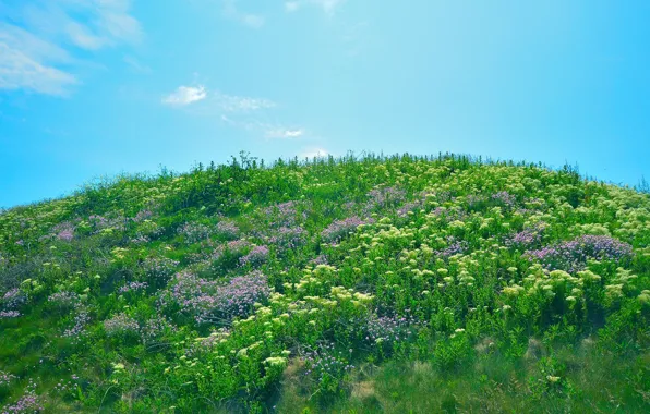 Grass, flowers, hill, spring, top, sunny