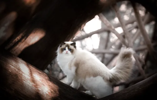 Кошка, кот, свет, ветки, природа, поза, дерево, тени