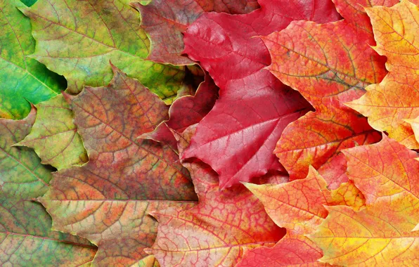 Осень, листья, фон, colorful, rainbow, клен, autumn, leaves
