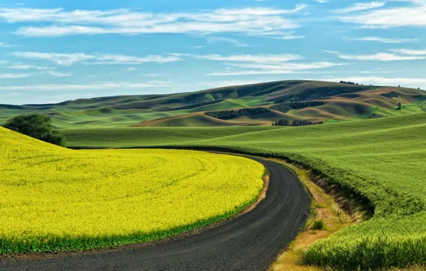Картинка пшеница, поля, США, посевы, рапс, проселочная дорога, Palouse, юго-восточный Вашингтон