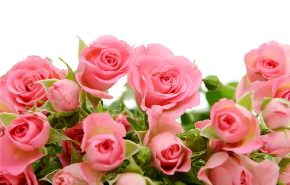 Розы, pink, flowers, roses