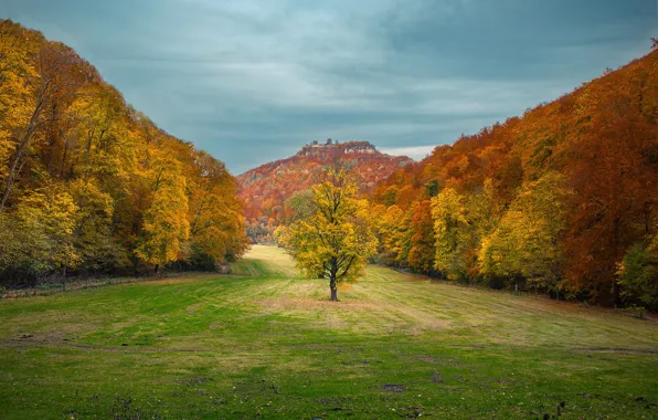Природа, Осень, Деревья
