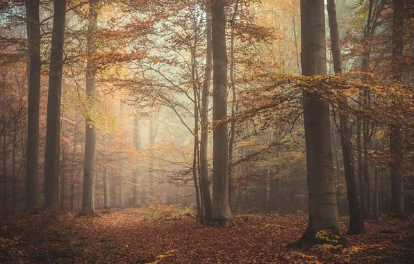 Картинка осень, лес, листья, деревья, туман, листва