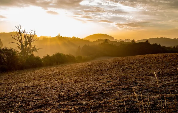 Поле, свет, утро